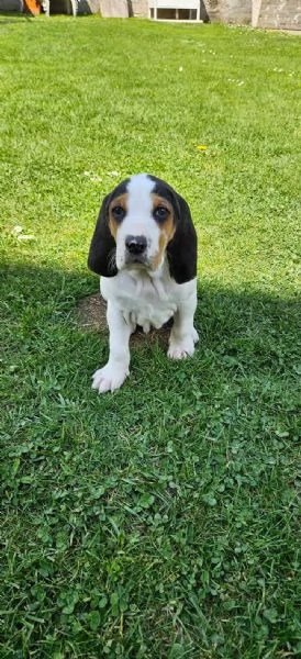 Cucciolo di segugio francese | Foto 1