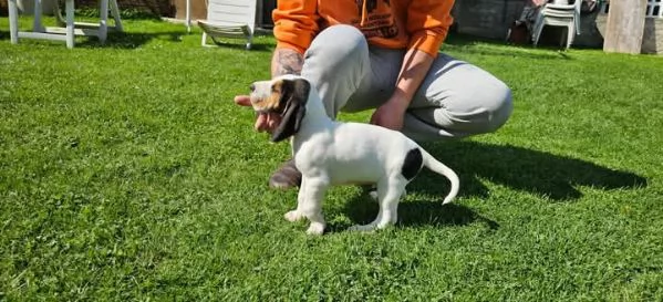 Cucciolo di segugio francese | Foto 0