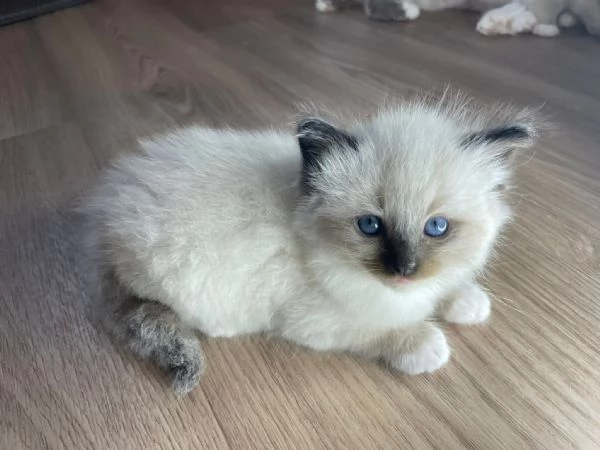 Cuccioli di ragdoll | Foto 2