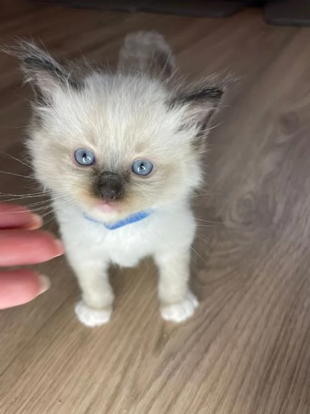 Cuccioli di ragdoll | Foto 1