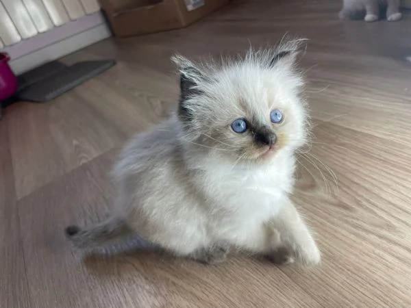 Cuccioli di ragdoll | Foto 0