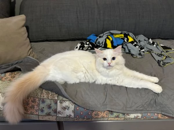 Ragdoll da monta