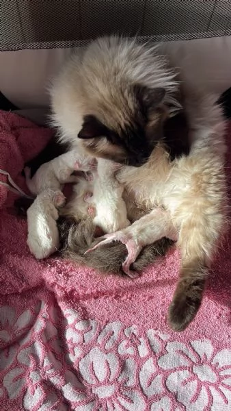 Cuccioli di Ragdoll | Foto 0