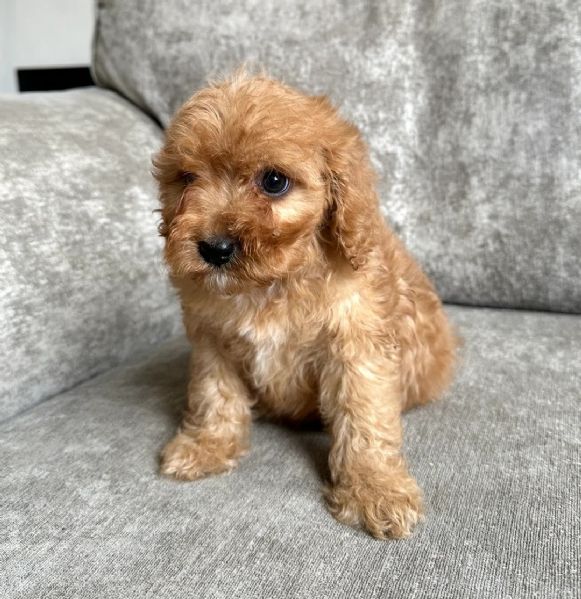 Cucciolo di Cavapoo femmina