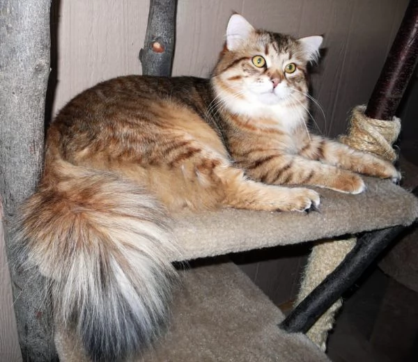 Cedo gattini siberiani puri 