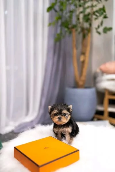 Ciao a tutti Ho cuccioli di Yorkshire Terrier maschi e femmine disponibili per cure e una casa acco