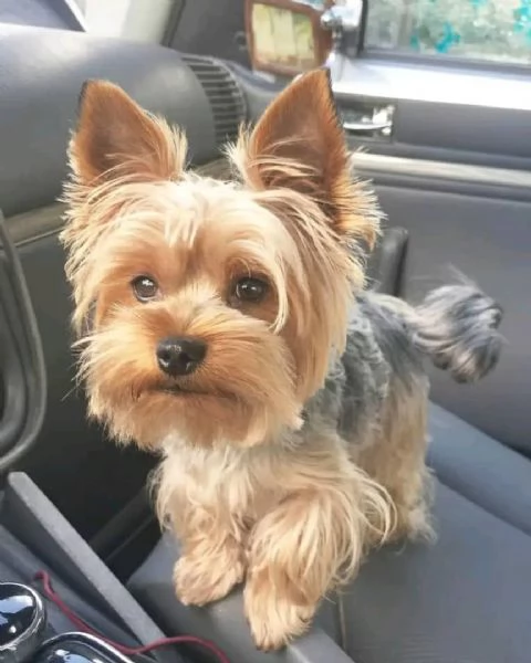Ciao a tutti Ho cuccioli di Yorkshire Terrier maschi e femmine disponibili per cure e una casa acco | Foto 0