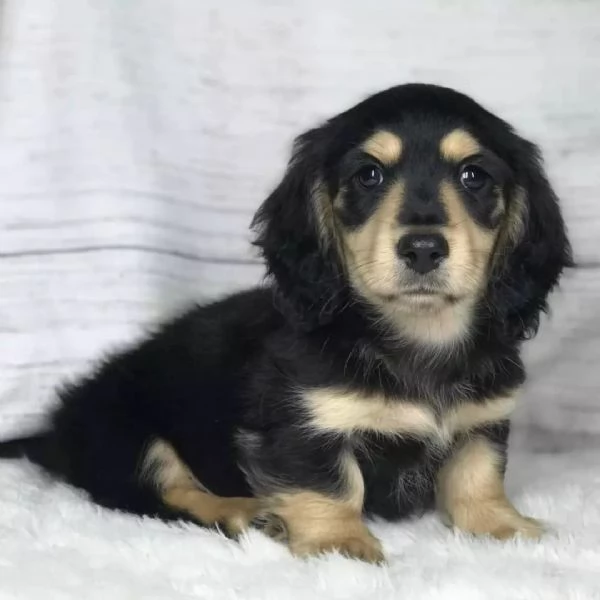 Cuccioli di bassotto a pelo lungo  Linea di sangue prestigiosa
