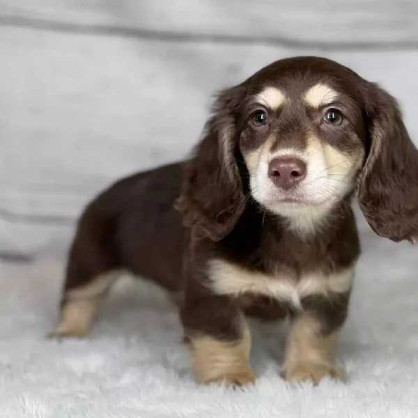 Cuccioli bassotto a pelo lungo  Allevamento amatoriale riconosciuto