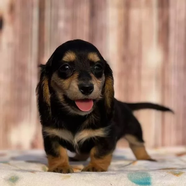 Mini bassotti a pelo lungo  Cuccioli adorabili con pedigree