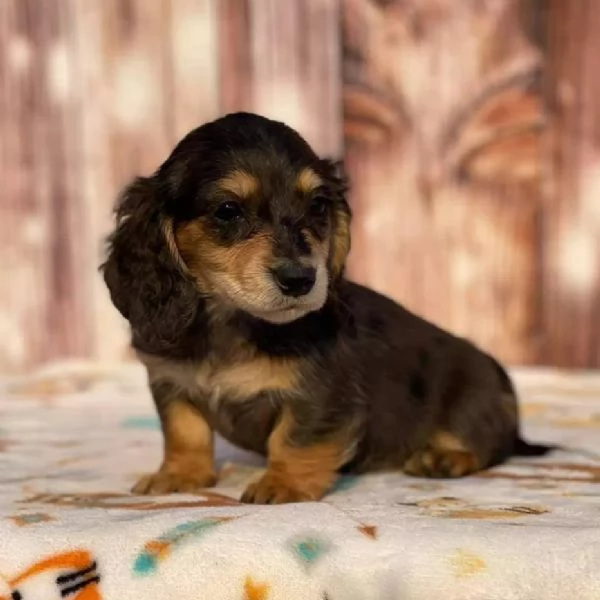 Mini bassotti a pelo lungo  Cuccioli adorabili con pedigree | Foto 0