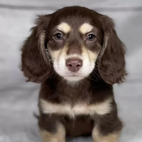 Cuccioli bassotto a pelo lungo  Perfetti per compagnia o show | Foto 0