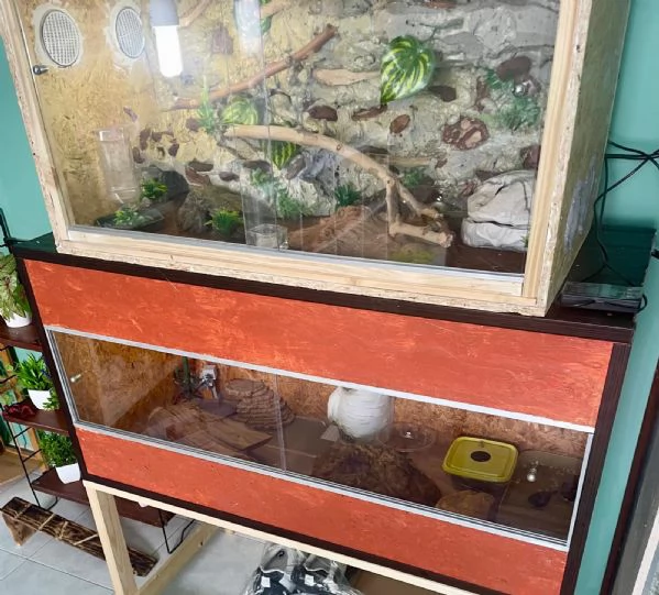 Trio Geco Leopardino  Incubatrice  2 Teche  Accessori | Foto 4