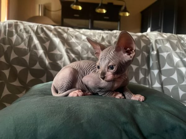Cuccioli di sphynx  | Foto 2
