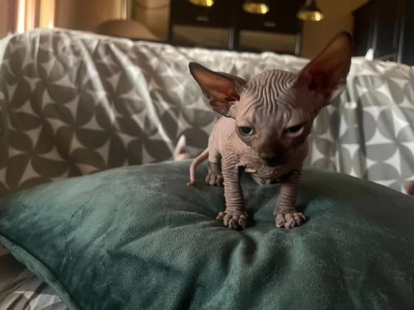 Cuccioli di sphynx  | Foto 1