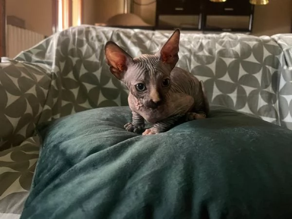 Cuccioli di sphynx  | Foto 0
