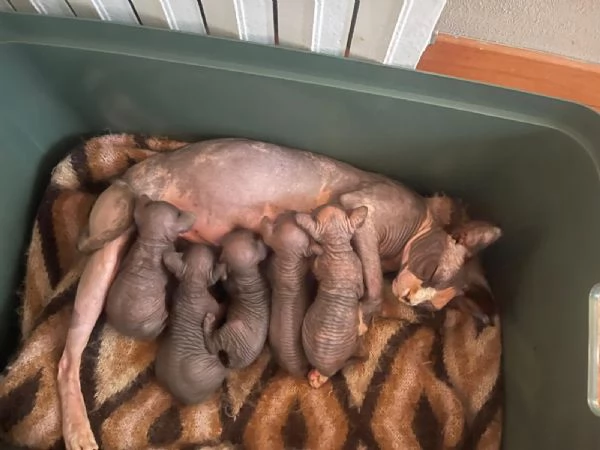Cuccioli di sphynx 