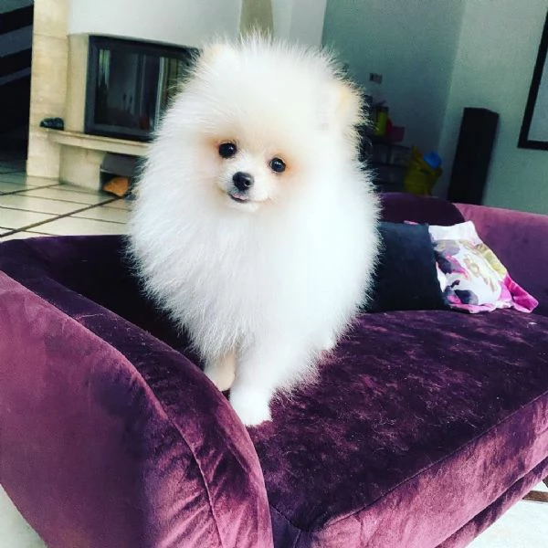 VALPINO POMERANIAN BIANCO MASCHIO E FEMMINA DISPONIBILI | Foto 2