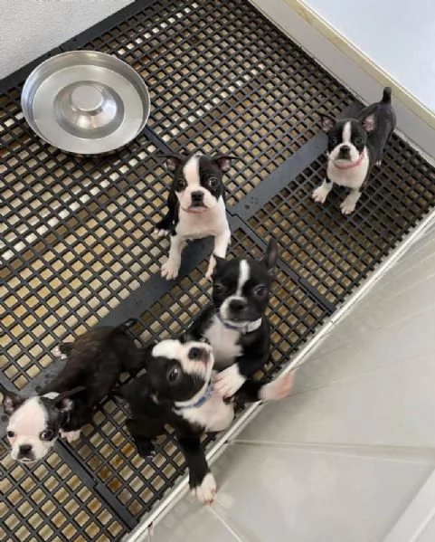 Offrire per ladozione maschio e femmina Boston terrer | Foto 3