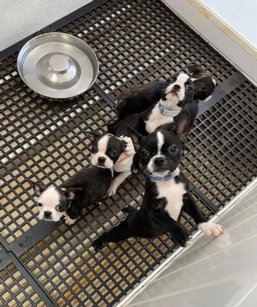 Offrire per ladozione maschio e femmina Boston terrer | Foto 2