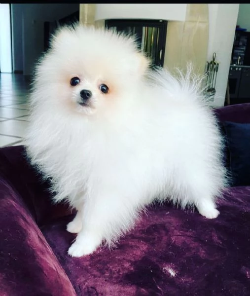VALPINO POMERANIAN BIANCO MASCHIO E FEMMINA DISPONIBILI | Foto 1