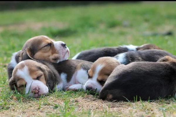 Offrire per ladozione maschio e femmina beagle | Foto 2