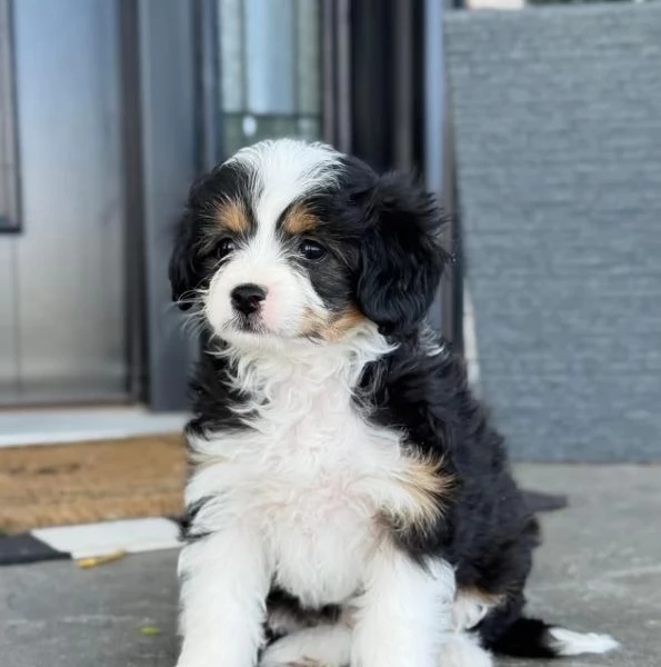REGALO CUCCIOLO  BERNEDOODLE  MASCHIO E FEMMINA | Foto 1