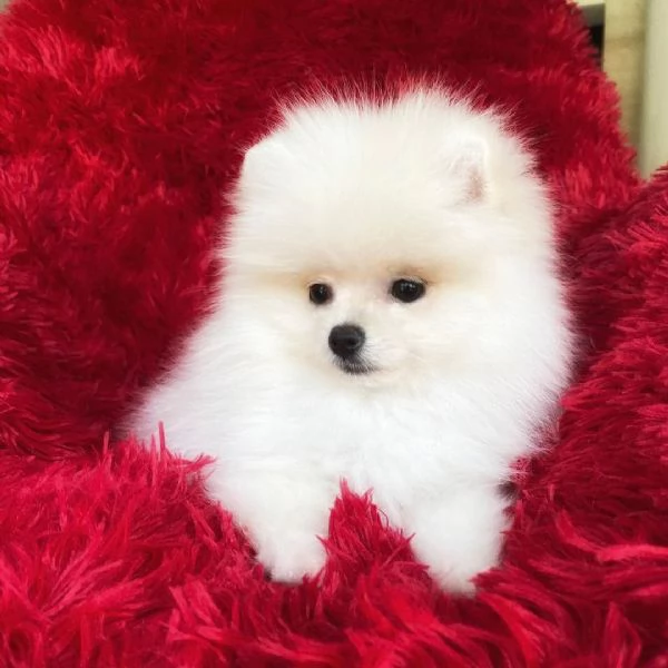 VALPINO POMERANIAN BIANCO MASCHIO E FEMMINA DISPONIBILI | Foto 0