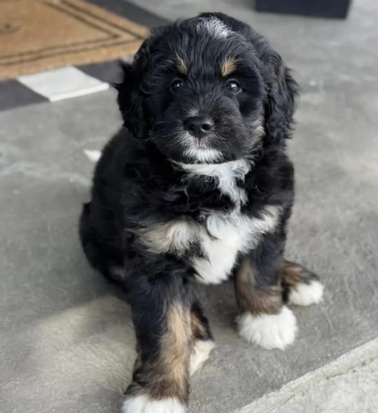 REGALO CUCCIOLO  BERNEDOODLE  MASCHIO E FEMMINA | Foto 0
