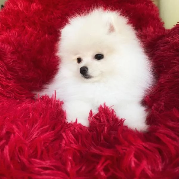 VALPINO POMERANIAN BIANCO MASCHIO E FEMMINA DISPONIBILI