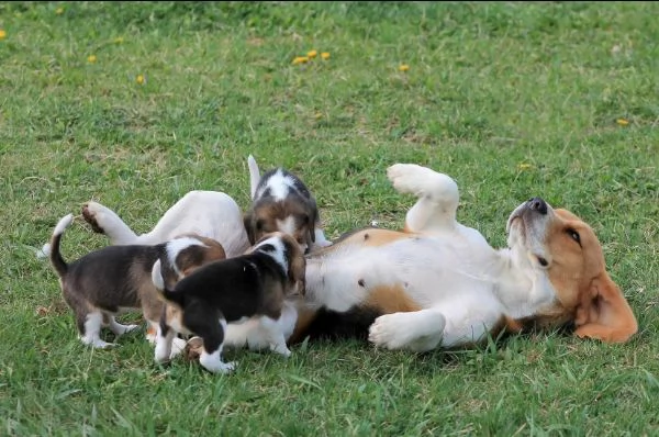 Offrire per ladozione maschio e femmina beagle
