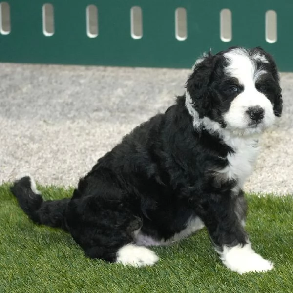 REGALO CUCCIOLO  BERNEDOODLE  MASCHIO E FEMMINA