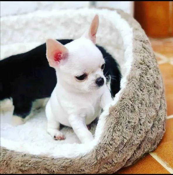 Dolce chihauhau mini  | Foto 2