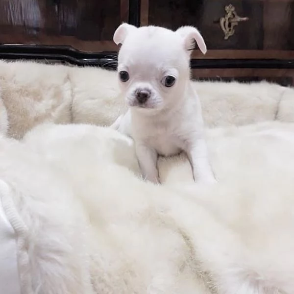 Dolce chihauhau mini  | Foto 1