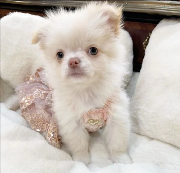 Dolce chihauhau mini  | Foto 0