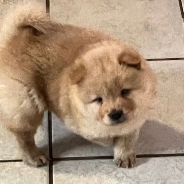 REGALO CHOW CHOW | Foto 0