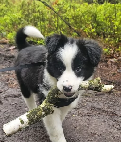 REGALO BORDER COLLIE  | Foto 0