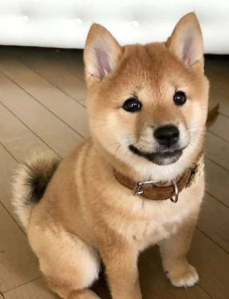 REGALO SHIBA INU