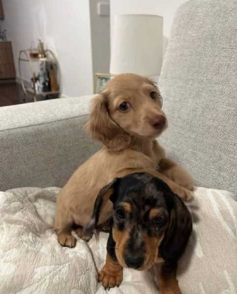 REGALO BASSOTTO