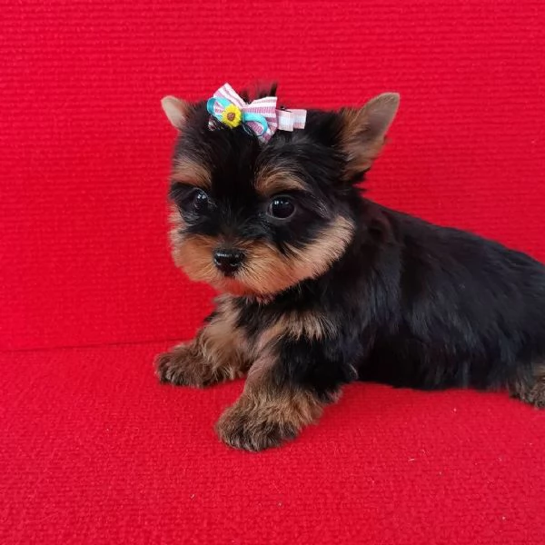 REGALO YORKIE 