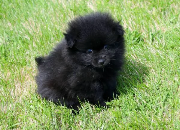 REGALO VALPINO POMERANIAN
