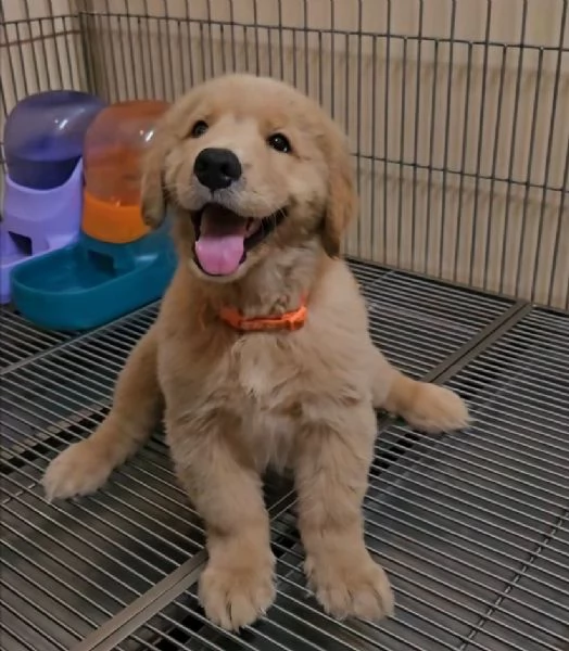 REGALO GOLDEN RETRIEVER 