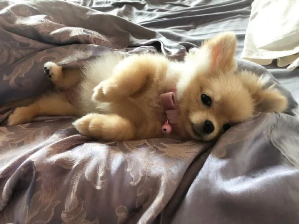 REGALO SPLITZ POMERANIAN 