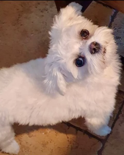 Regalo havanese maschio e femmina | Foto 0