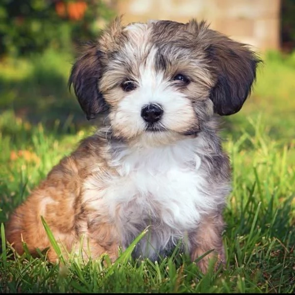 Regalo havanese maschio e femmina