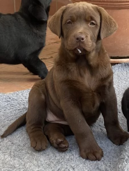 Regalo Labrador 