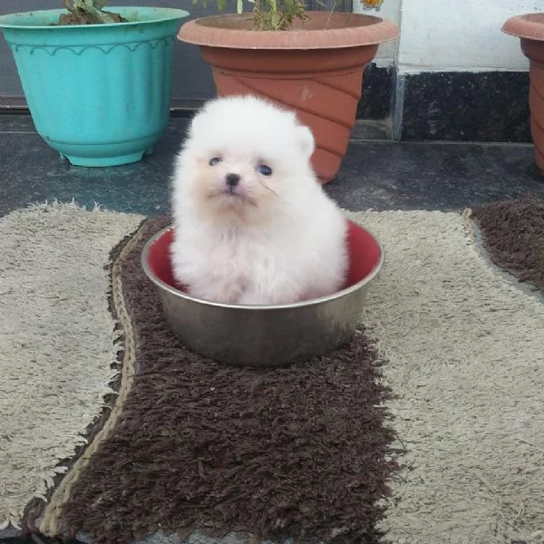 Regalo Pomeranian mini toy maschio e femmina 