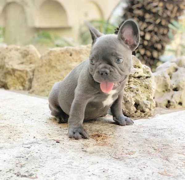 Offrire per ladozione maschio e femmina Bouledogue francese 