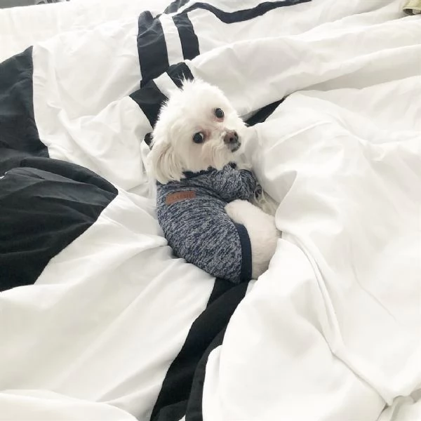 Regalo Maltese 
