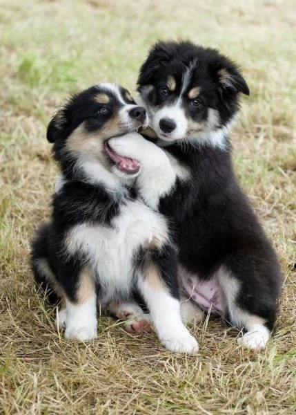cuccioli di border collie femminucce e maschietti disponibili per ladozione gratuita i cuccioli son